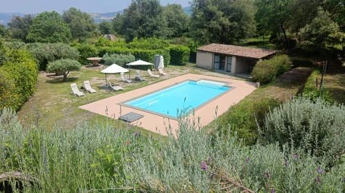 Il Tanaceto